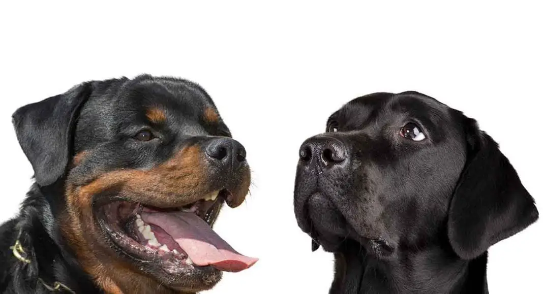 Rottweilers and Labradors