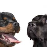 Rottweilers and Labradors