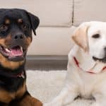 Rottweilers and Labradors