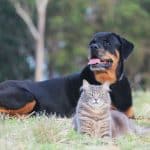 Are rottweilers good with cats