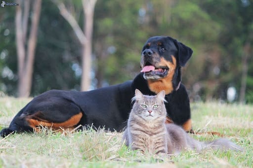 Are rottweilers good with cats