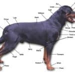 Health Problems of Rottweilers
