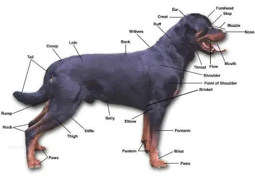 Health Problems of Rottweilers