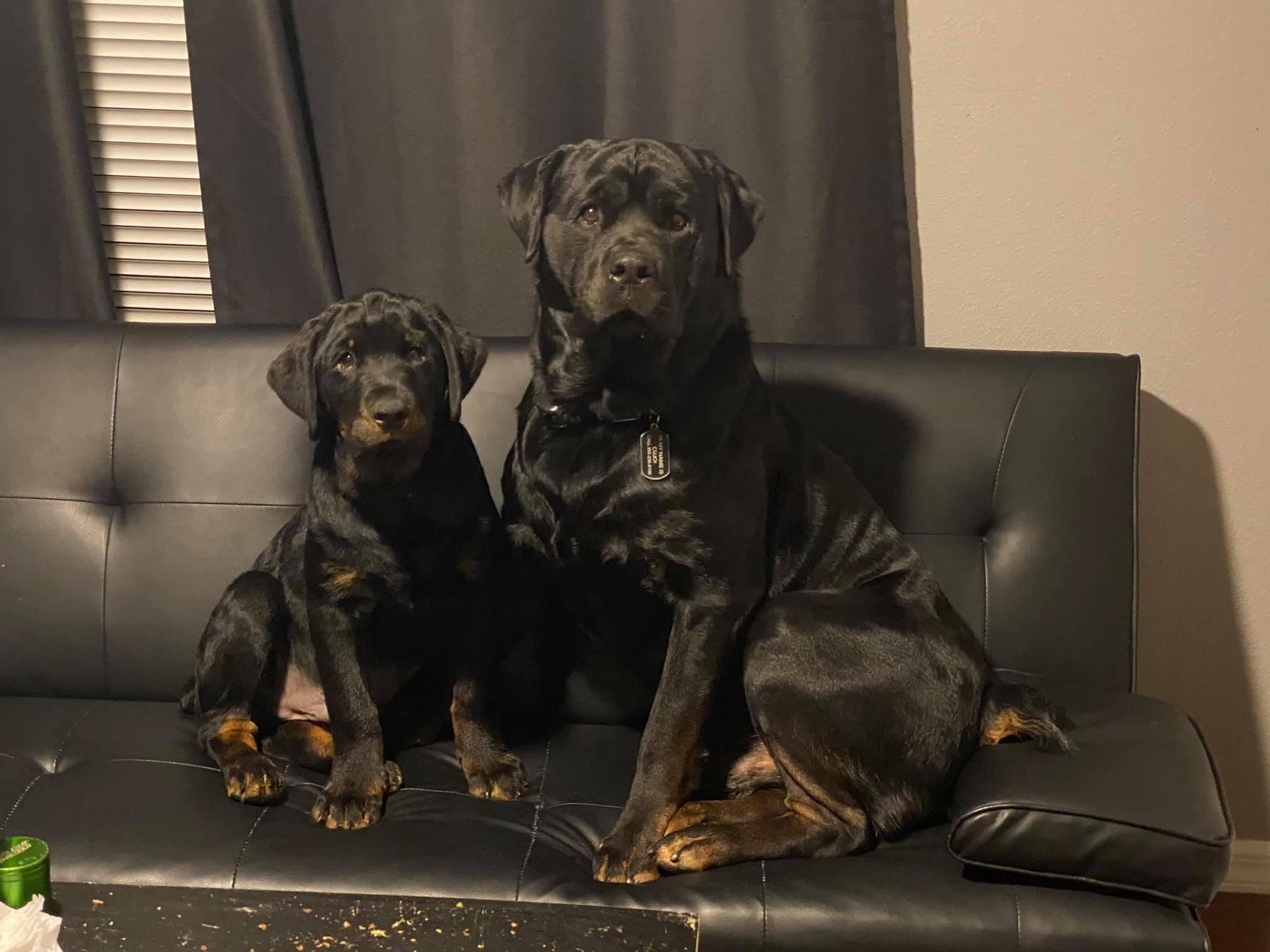 Breed Standard Buster:  The Real Weight Of A Quarter Horse - 3mc8v4d
