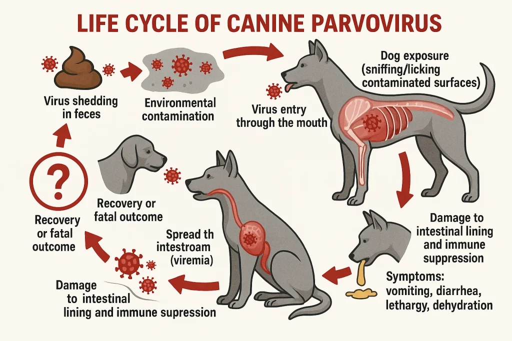 Parvovirus