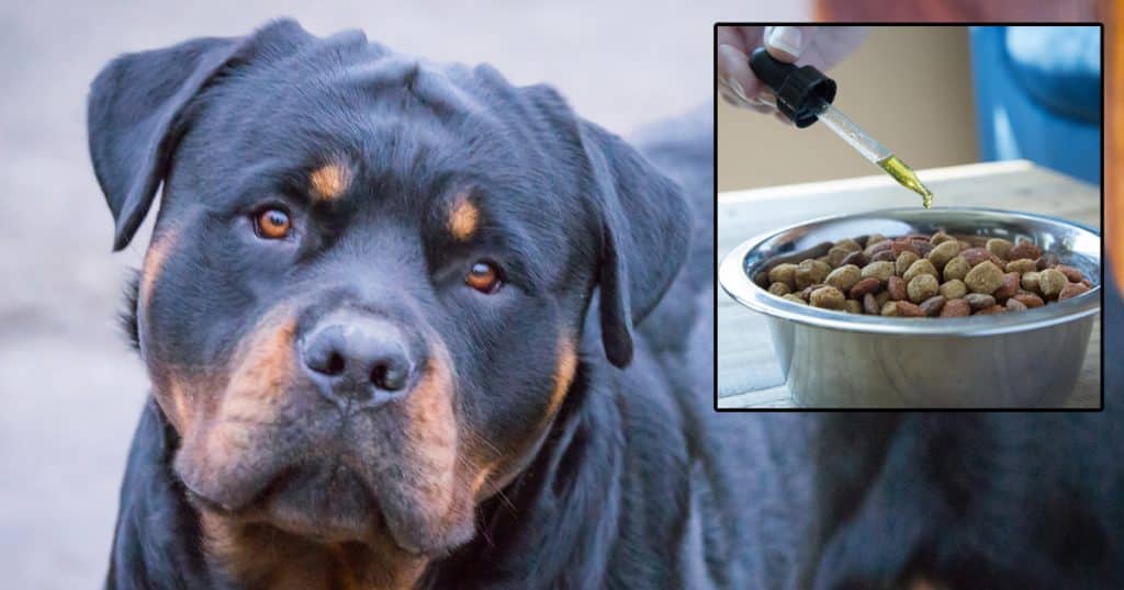The Rise of CBD Pet Oil in Veterinary Medicine 5 CBD Pet Oil