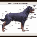 Rottweiler Breed Standard