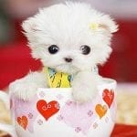 Teacup Dogs