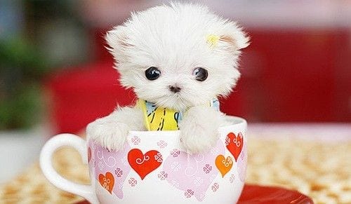 Teacup Dogs 