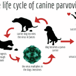 Canine Parvovirus