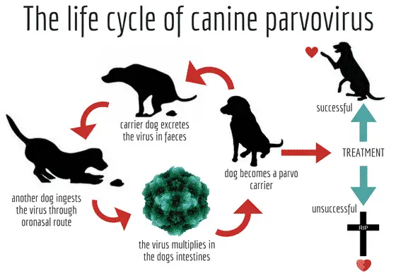 Parvo In Rottweiler Puppies – What You NEED To Know 1 Canine Parvovirus