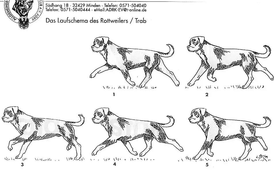 Rottweiler Movement