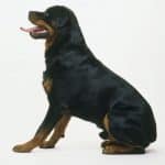 rottweiler-dogs-puppies-1