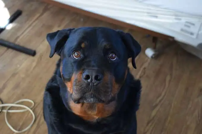 Rottweiler Personality