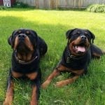 rottweiler-dogs-puppies-2