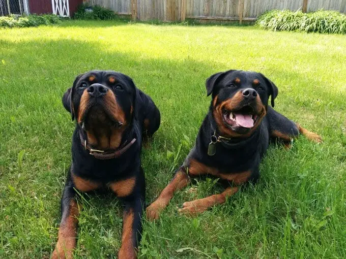 Rottweilers