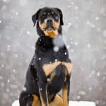 rottweiler-dogs-puppies-3
