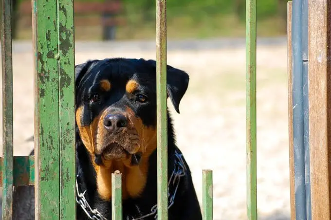 Rottweiler Behavior