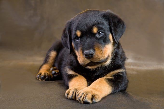 rottweiler puppy