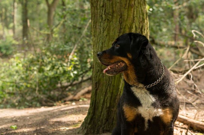 Rottweiler Dog Breed Information 9 Rottweiler Health