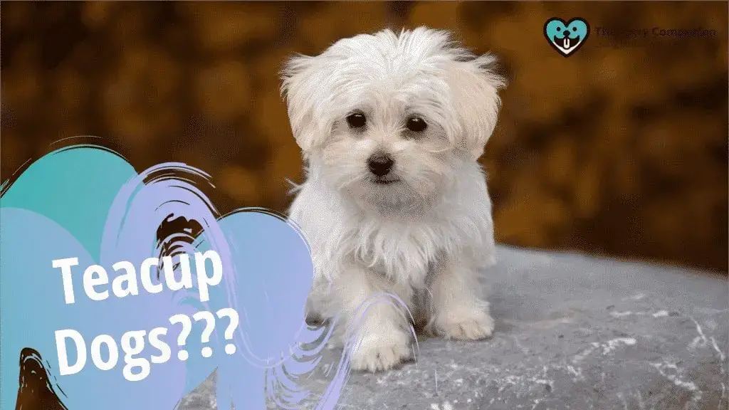 Teacup Dogs Teacup Dogs
