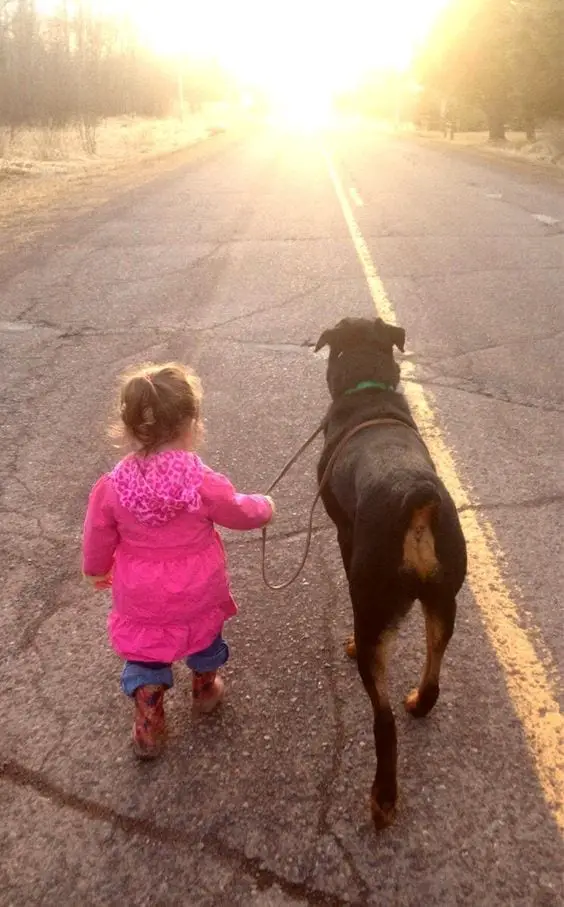 Rottweilers Are Dangerous Rottweilers Are Dangerous