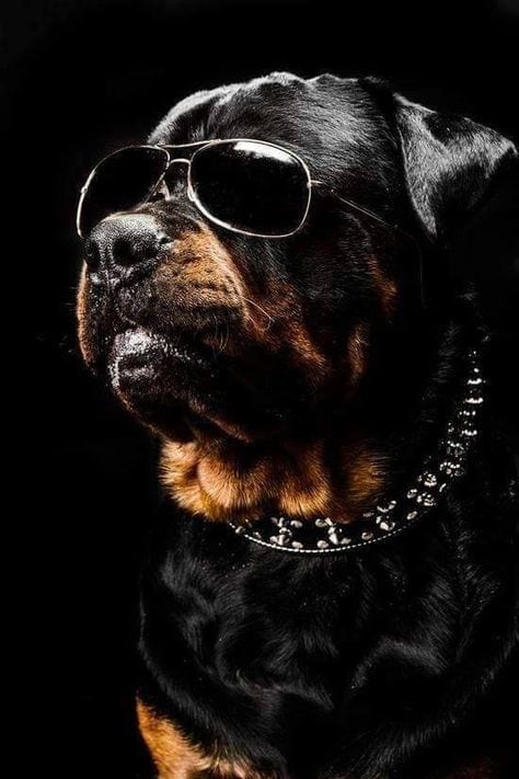 15 Rottweiler Photos Prove They Are Way Cooler Than You! 2 Rottweiler Photos