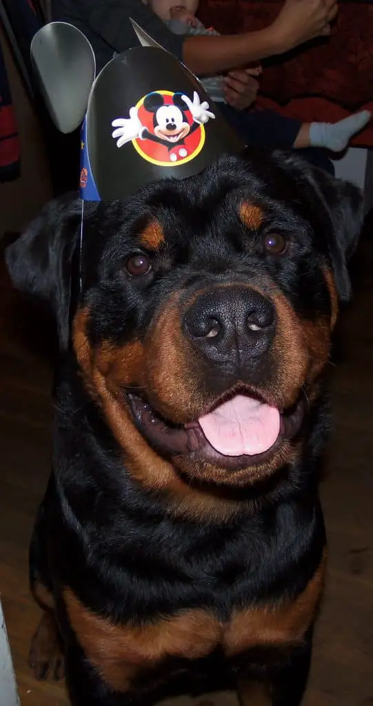 15 Rottweiler Photos Prove They Are Way Cooler Than You!