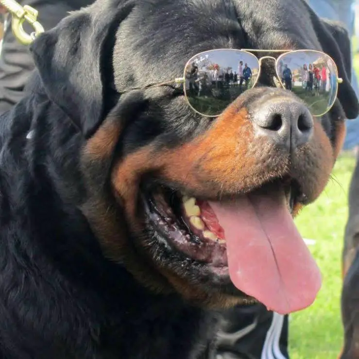 15 Rottweiler Photos Prove They Are Way Cooler Than You! 1 Rottweiler Photos