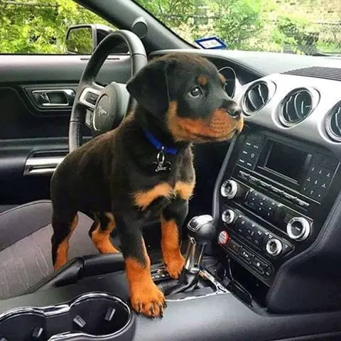10 Signs Show That Rottweilers Drive Better Than You 5 Rottweilers Drive