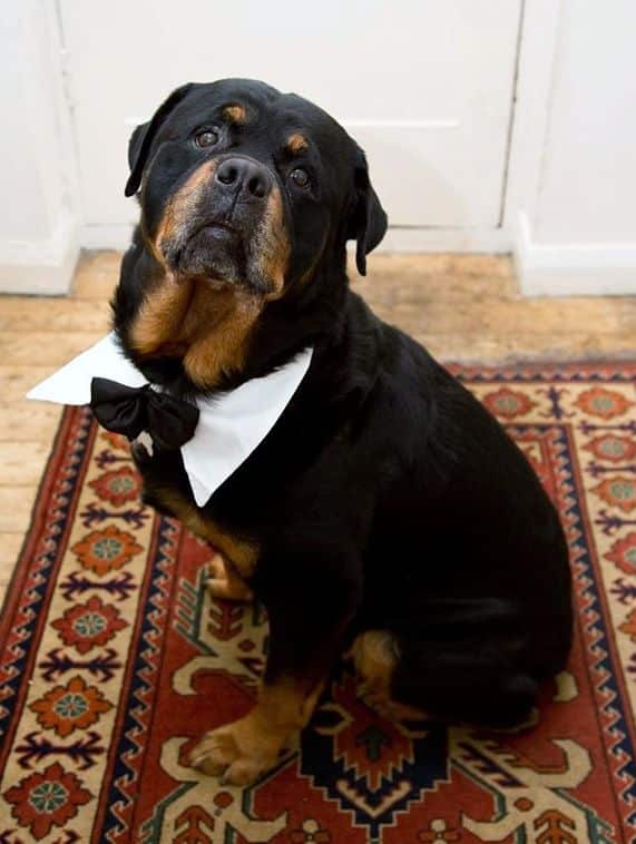 15 Rottweiler Photos Prove They Are Way Cooler Than You! 10 15 Rottweiler Photos Prove They Are Way Cooler Than You!