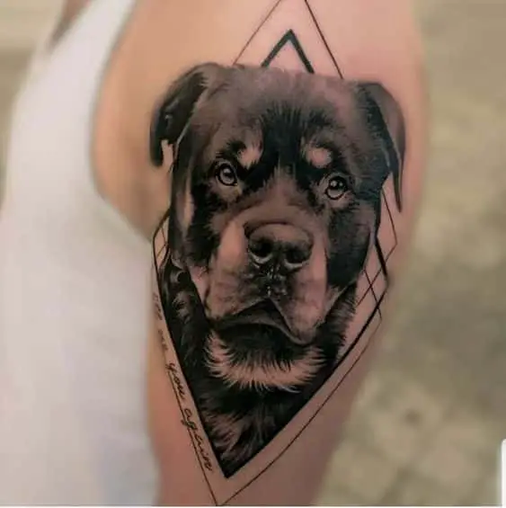 10 Cool Rottweiler Tattoos Drawn On The Bodies Of The Most Loyal Owners 1 Rottweiler Tattoos