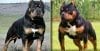 15 Unbelievable Rottweiler Crossbreeds You Must See To Believe ...
