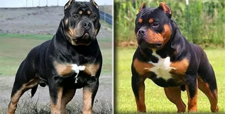 rottweiler crossbreeds