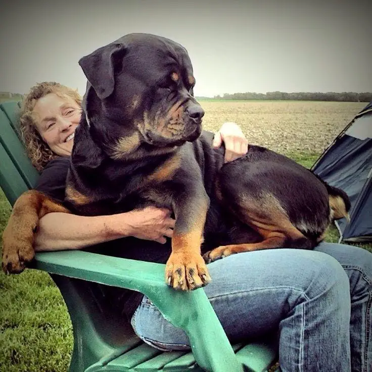 14 Facts Rottweiler Owners Understand Better Than Anyone 12 owners