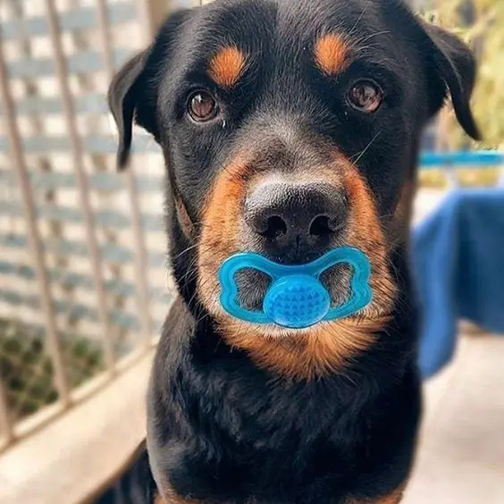 Rottweilers Are Just Hidden Kids