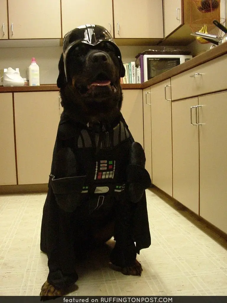 15 Rottweiler Photos Prove They Are Way Cooler Than You! 9 15 Rottweiler Photos Prove They Are Way Cooler Than You!