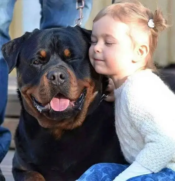Rottweilers Are Dangerous 