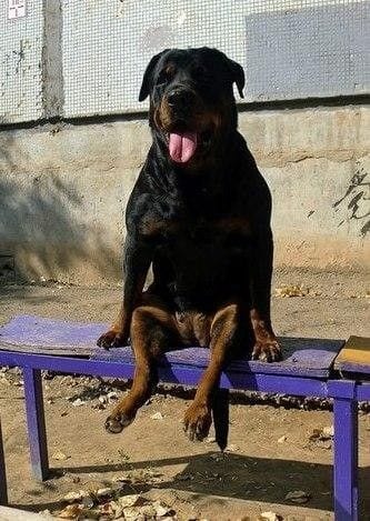 10 Pictures Proving That Rottweilers Are Just Hidden Kids 1 Rottweilers Are Just Hidden Kids