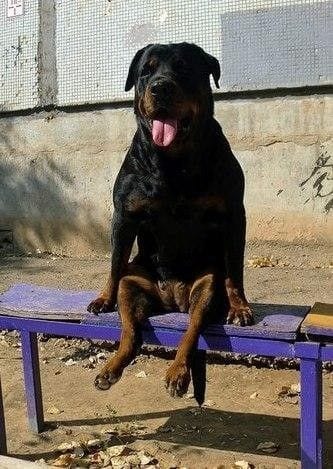 Rottweilers Are Just Hidden Kids