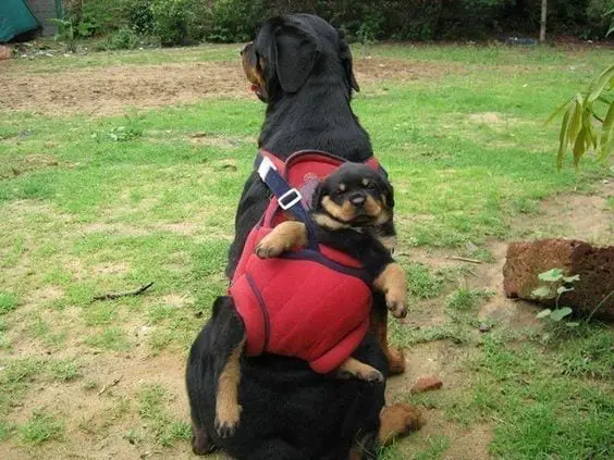 10 Pictures Proving That Rottweilers Are Just Hidden Kids 9 kids