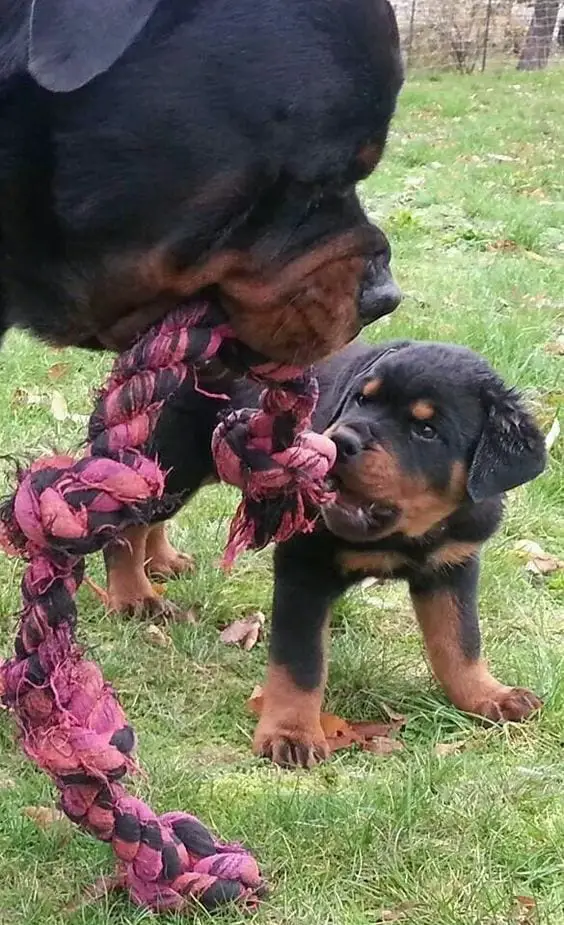 10 Pictures Proving That Rottweilers Are Just Hidden Kids 11 kids