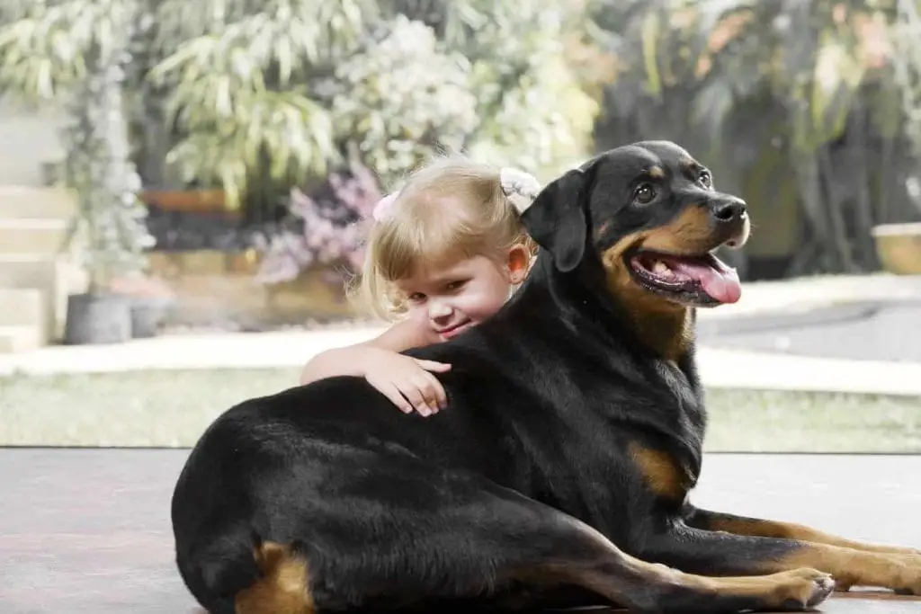 14 Facts Rottweiler Owners Understand Better Than Anyone 13 owners