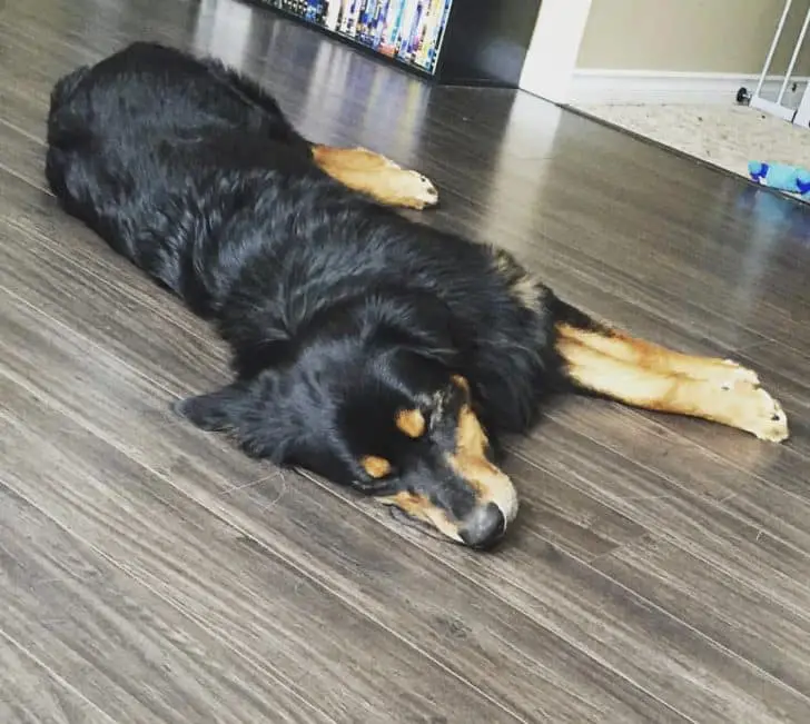 15 Unbelievable Rottweiler Crossbreeds You Must See To Believe 3 Rottweiler Crossbreeds