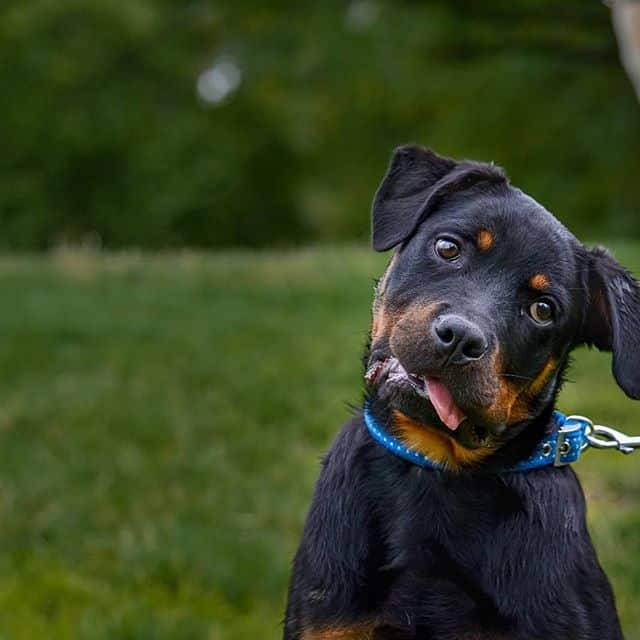 Rottweiler crossbreeds