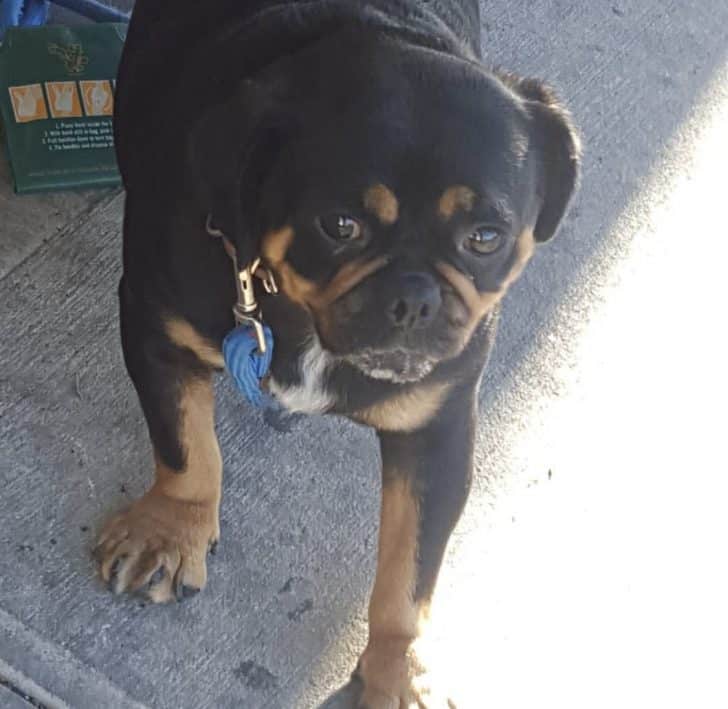15 Unbelievable Rottweiler Crossbreeds You Must See To Believe 9 Rottweiler Crossbreeds
