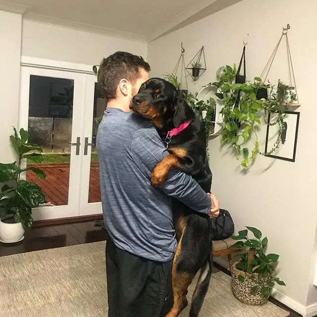 15 Times Rottweilers Were The Cutest Creatures Ever 12 Rottweilers