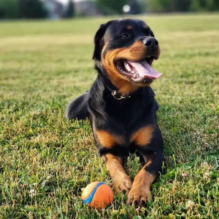 Rottweiler crossbreeds