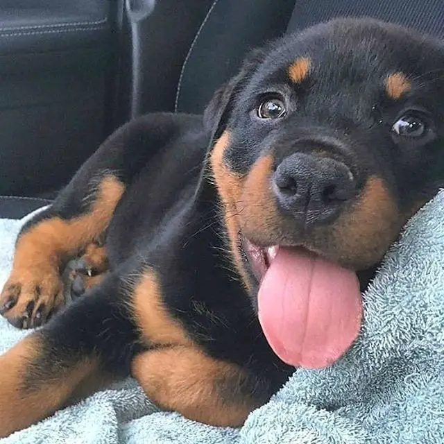 14 Facts Rottweiler Owners Understand Better Than Anyone