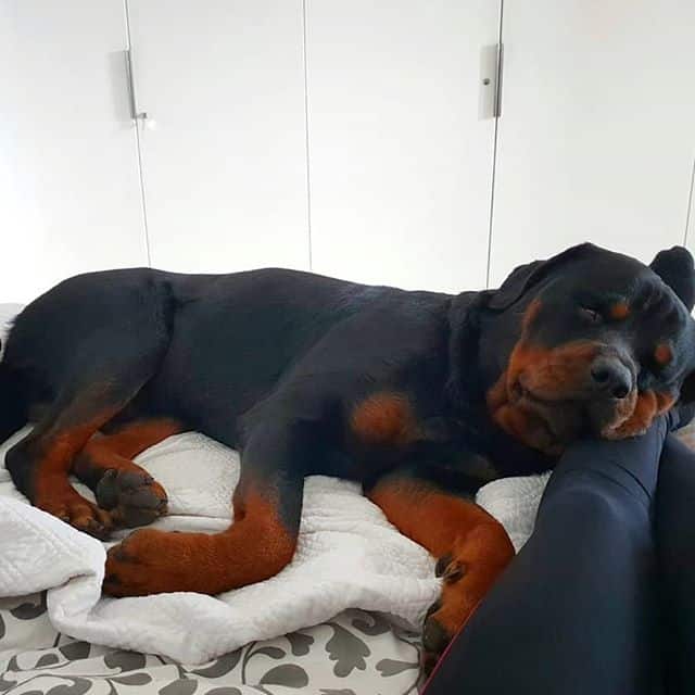 Rottweilers